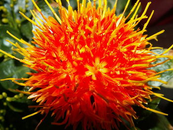 Close-up of orange chrysanthemum