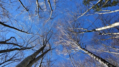 Low angle view of bare trees against clear blue sky