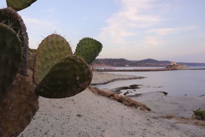 Close-up of succulent plant on beach against sky