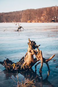 Driftwood on beach