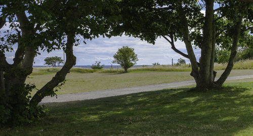 Trees on field against sky