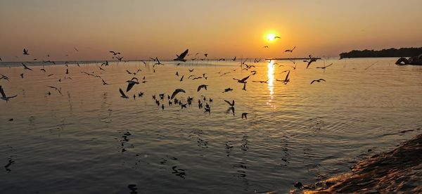 Birds flying over sea during sunset