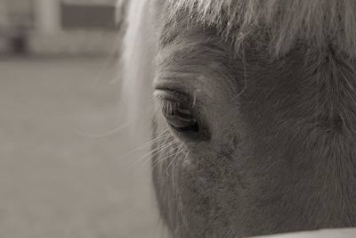 Close-up of a horse