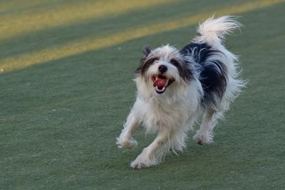 Portrait of dog running on field