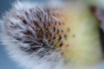 Macro shot of white dandelion flower