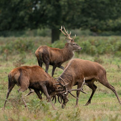 Deer standing on field