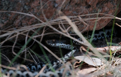 Close-up of lizard on grass