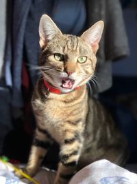 Close-up portrait of tabby cat