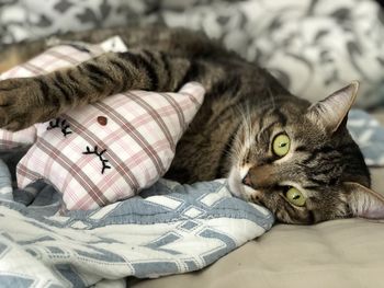 Portrait of cat resting on bed