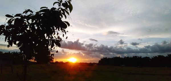 Silhouette trees on field against sky at sunset