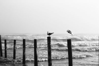 Birds perching on wooden post at beach against sky