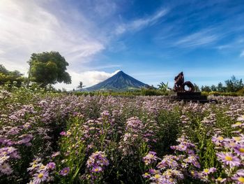 Purple flowering plants on land against sky