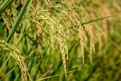 Close-up of rice field agriculture 