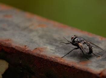 Close-up of housefly on rusty metallic wall