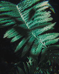 Close-up of fern leaves