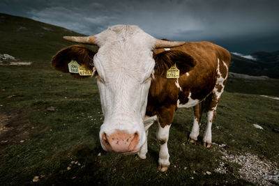 Cow standing in a field