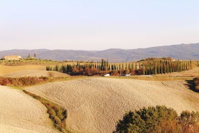 Scenic view of field against clear sky