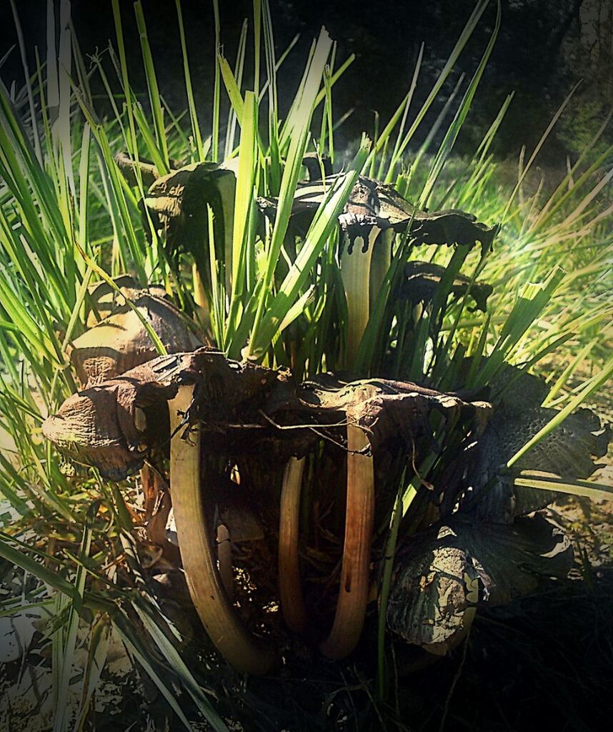 plant, growth, potted plant, grass, front or back yard, green color, field, nature, close-up, no people, high angle view, sunlight, chair, leaf, day, outdoors, abandoned, still life, table, tranquility