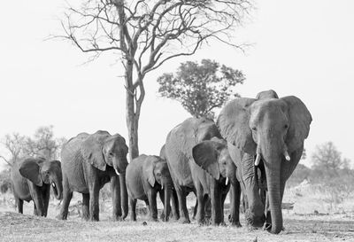 View of elephant walking forwards on field in black and white