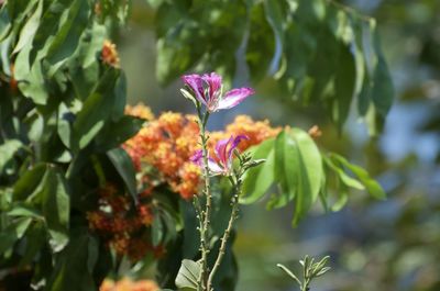 Close-up of pink flowering plant