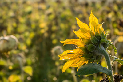 Close up of yellow flowers