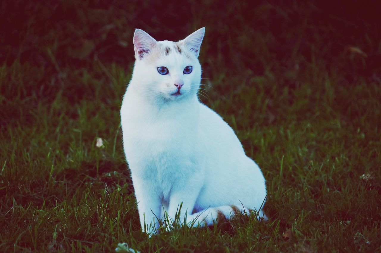 one animal, pets, domestic animals, animal themes, domestic cat, cat, mammal, white color, portrait, grass, looking at camera, feline, sitting, field, nature, no people, front view, day, standing