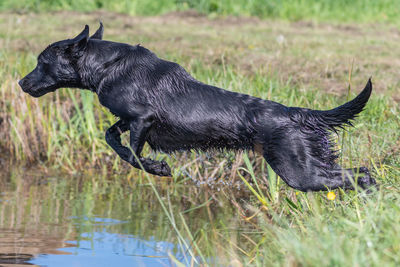 Black dog in a lake