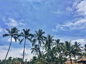 Low angle view of palm trees against sky