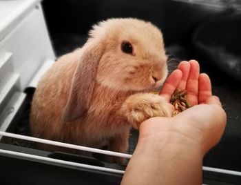 Close-up of hand holding rabbit