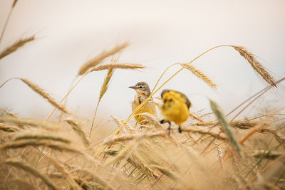 Close-up of bird perching on plant