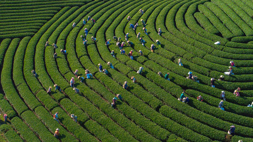 Tea harvest