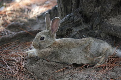 Close-up of rabbit on land