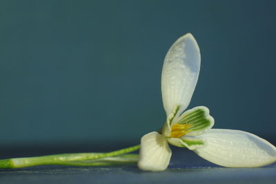 Close-up of flowering plant against white background