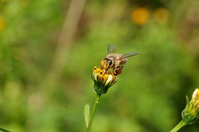 Close-up of bee pollinating on flower