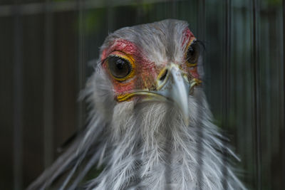 Close-up of a bird looking away