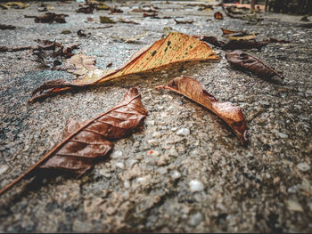 Close-up of autumn leaves on ground