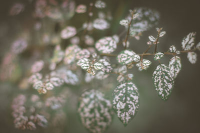 Close-up of flowering plant