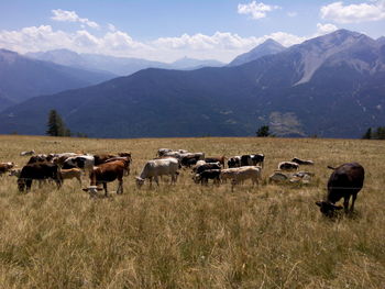 Grazing cows