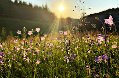 Close-up of purple flowering plants on field against sky