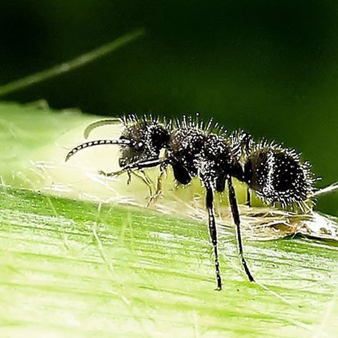 animal themes, insect, focus on foreground, one animal, animals in the wild, spider web, close-up, wildlife, spider, nature, plant, fragility, selective focus, outdoors, day, grass, no people, beauty in nature, growth, stem