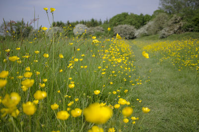 Yellow flowers blooming on field against sky