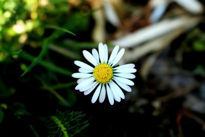 Close-up of white flower blooming outdoors