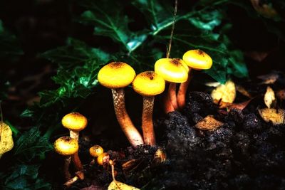 Close-up of mushrooms growing on plant at night