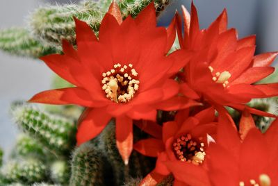 Close-up of red flowering plant