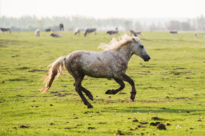 Horse standing in a field