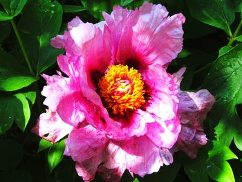 Close-up of flower blooming outdoors