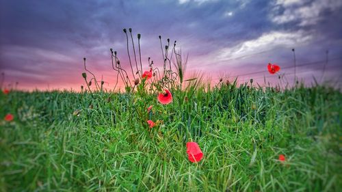 Red poppy flowers in field