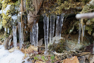 Close-up of frozen tree trunk during winter