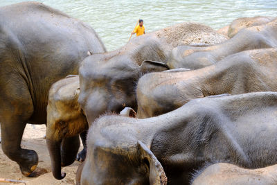 Herd of elephants taken to the river to swim. pinnawala elephant orphanage sri lanka