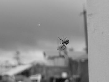 Close-up of spider